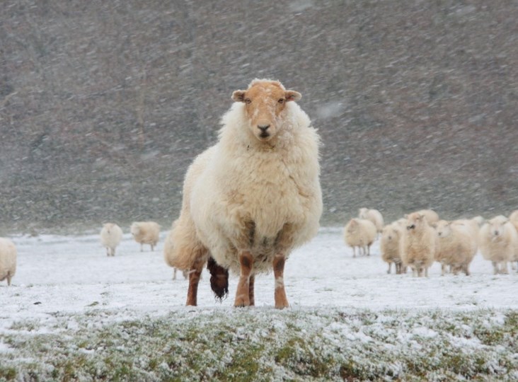 how wool keeps us warm