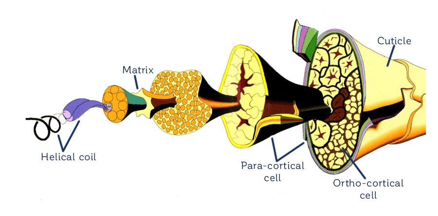 structure of wool
